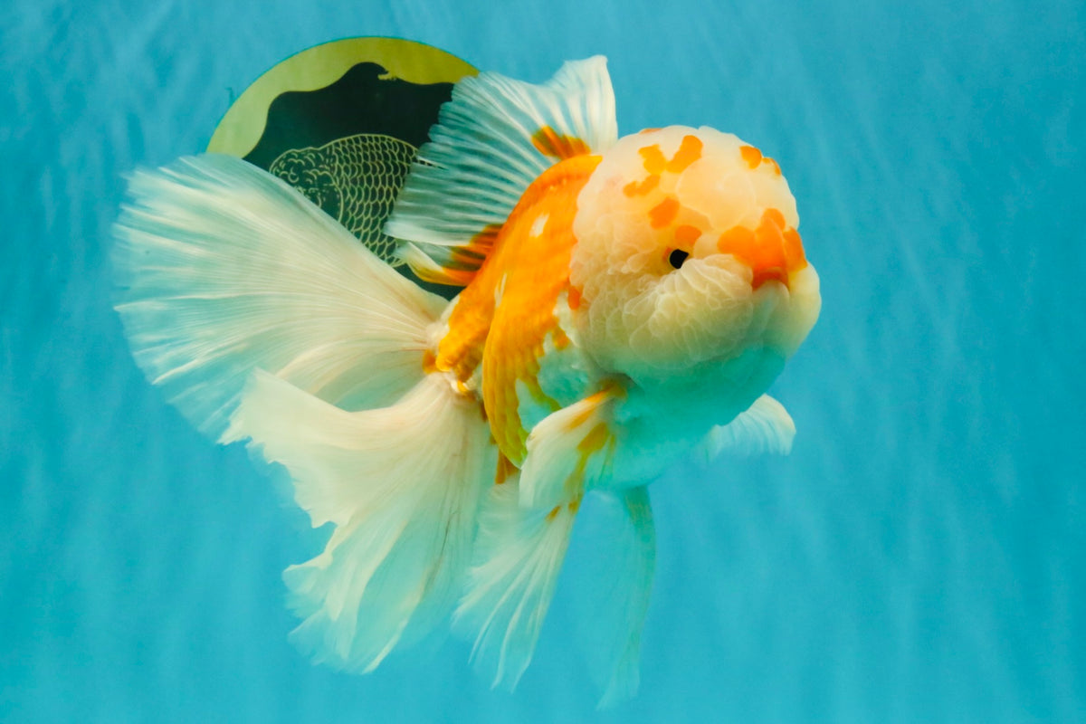 MASHMALLOW A Grade Red White Oranda Male 8 inches #090426OR_15
