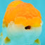 A Grade Orange White LionKing 4.5 inches #112224LC_21