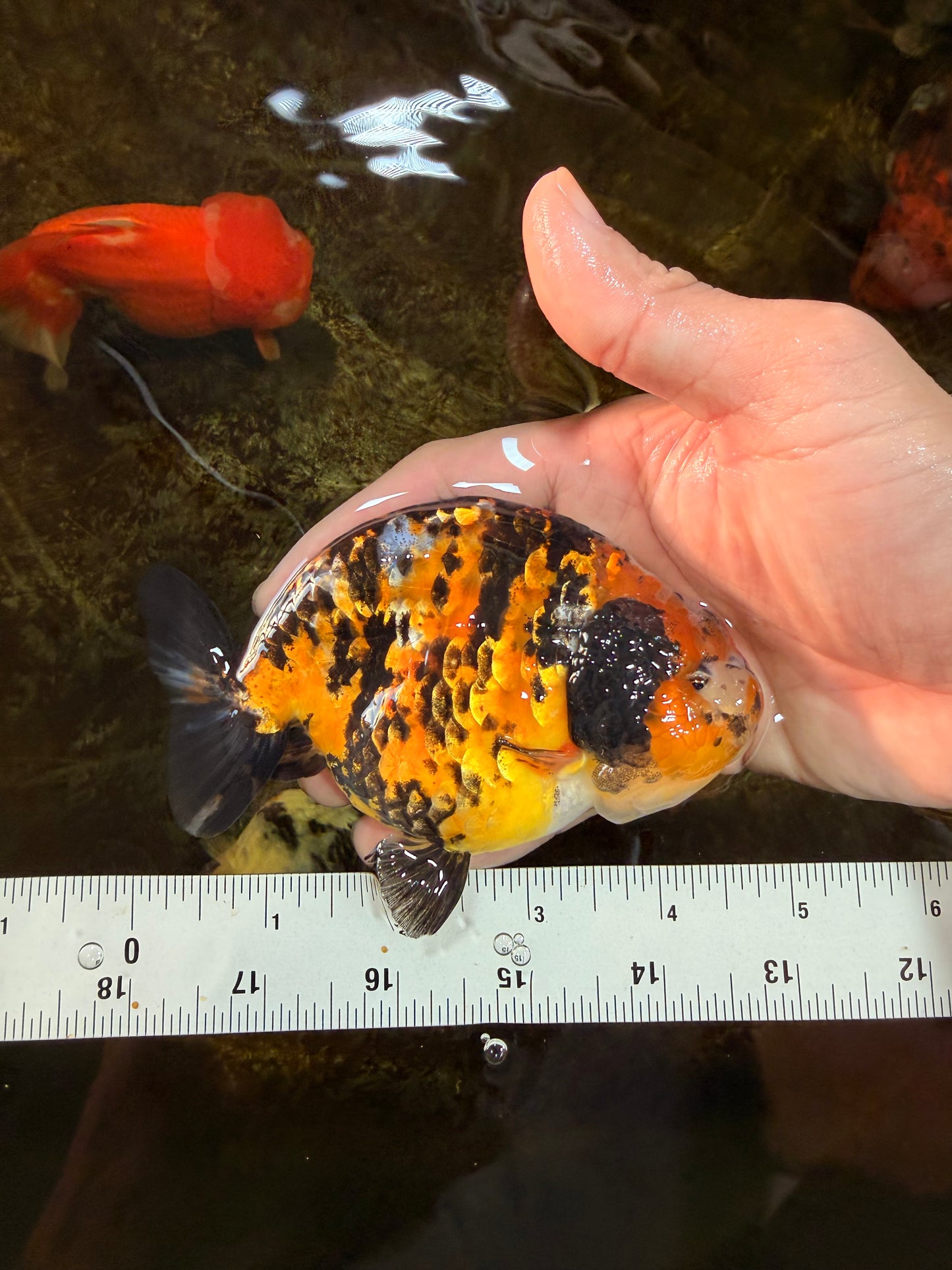 AAA Grade Chinese Calico Ranchu Female 4.5-5 inches #101725RC_17
