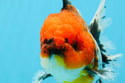 JUMBO A Grade Calico Oranda Male 6-6.5 inches #040326OR_21