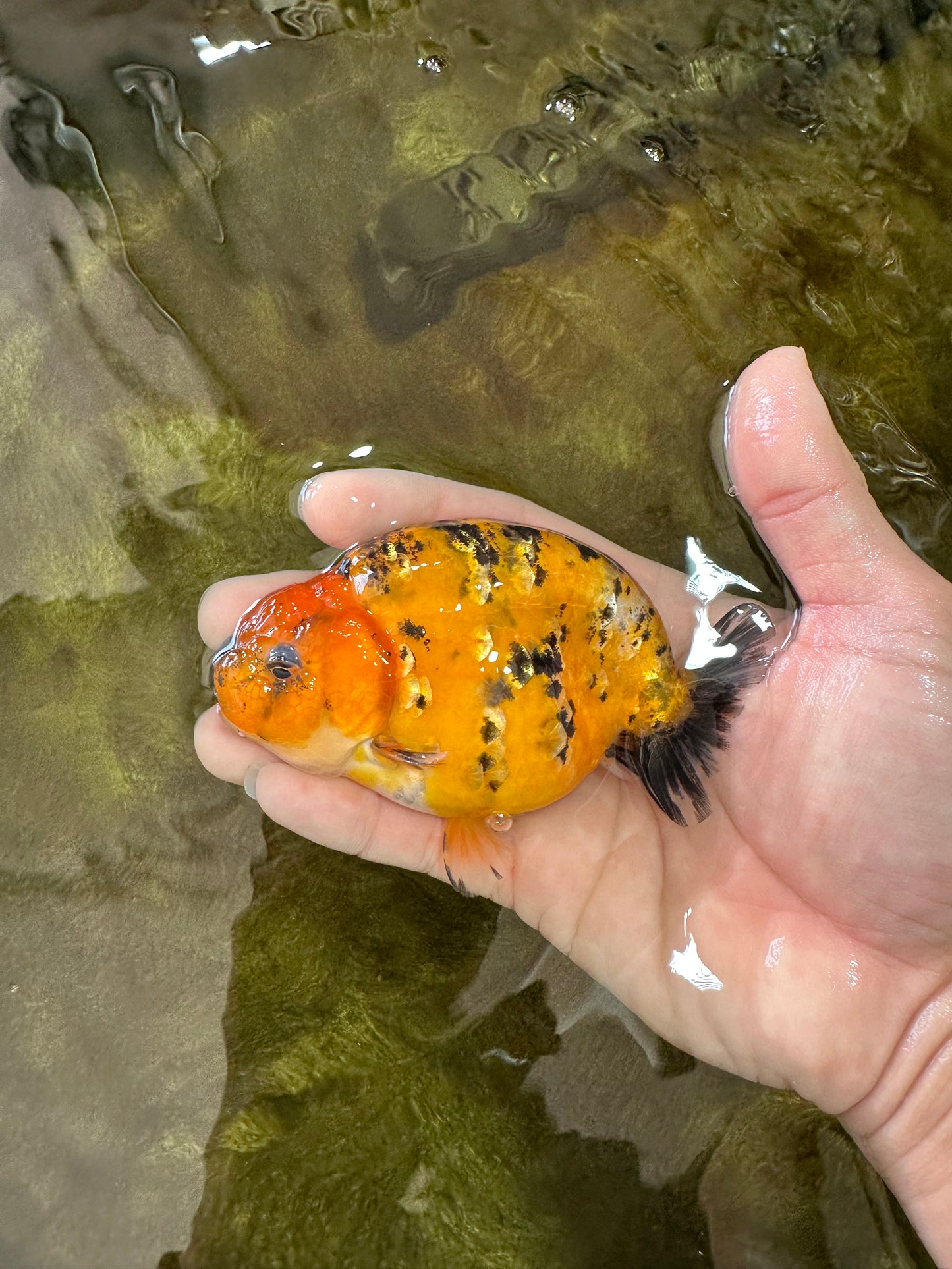 A Grade Tiger LionQueen 4-4.5 inches #051625LC_05