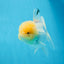 AAA Grade Lemonhead Oranda Male 4.5-5 inches #0830OR_12