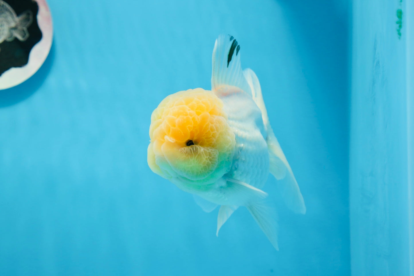 Oranda macho de cabeza de limón de grado AAA de 4,5 a 5 pulgadas n.º 0830OR_12