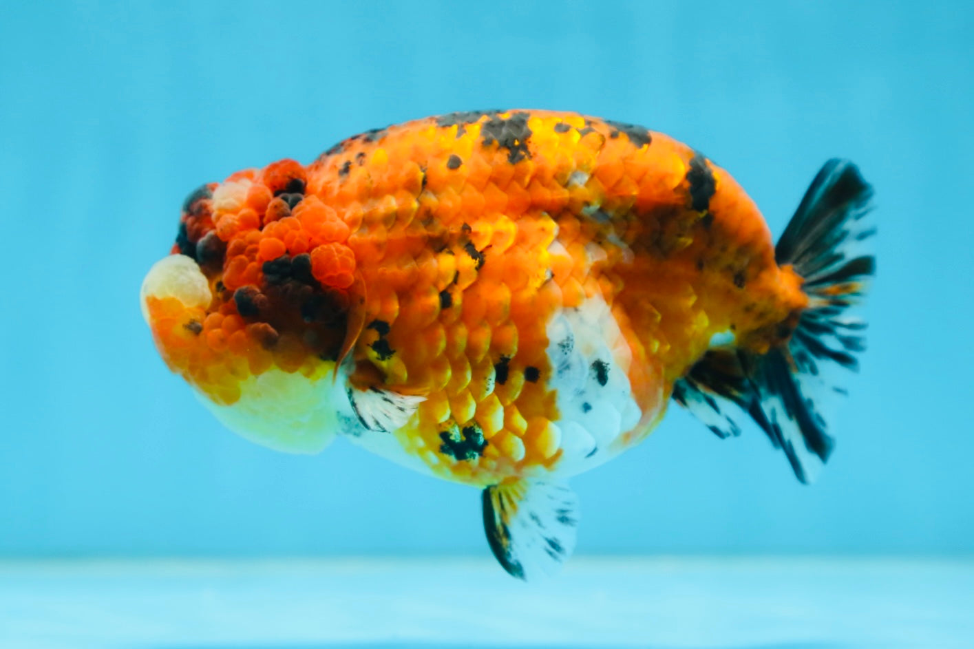 AAA Grade ADORABLE Tiger LionQueen 5 inches #082925LC_01