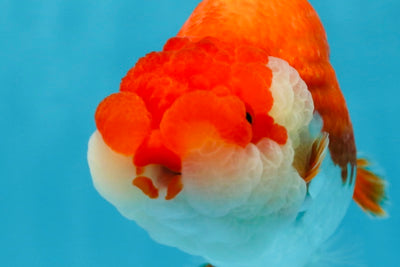 A Grade Red White LionQueen 4.5-5 inches #052325LC_20