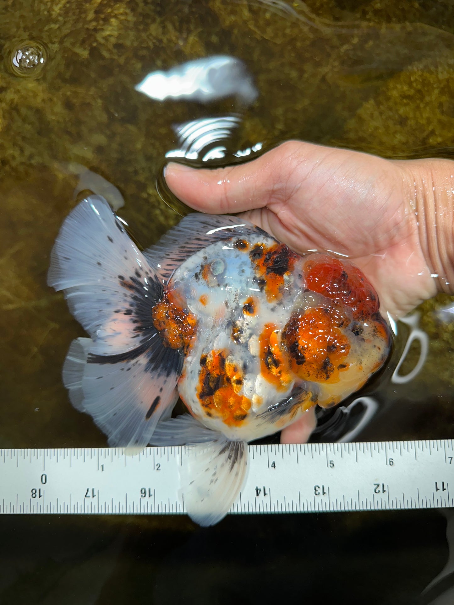 AAA Grade SUPER WEN Godzilla Calico Oranda Female 6 inches #080825OR_16