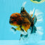 AAA Grade Dark Kirin Long Tail Oranda Male 6.5-7 inches #022726OR_09