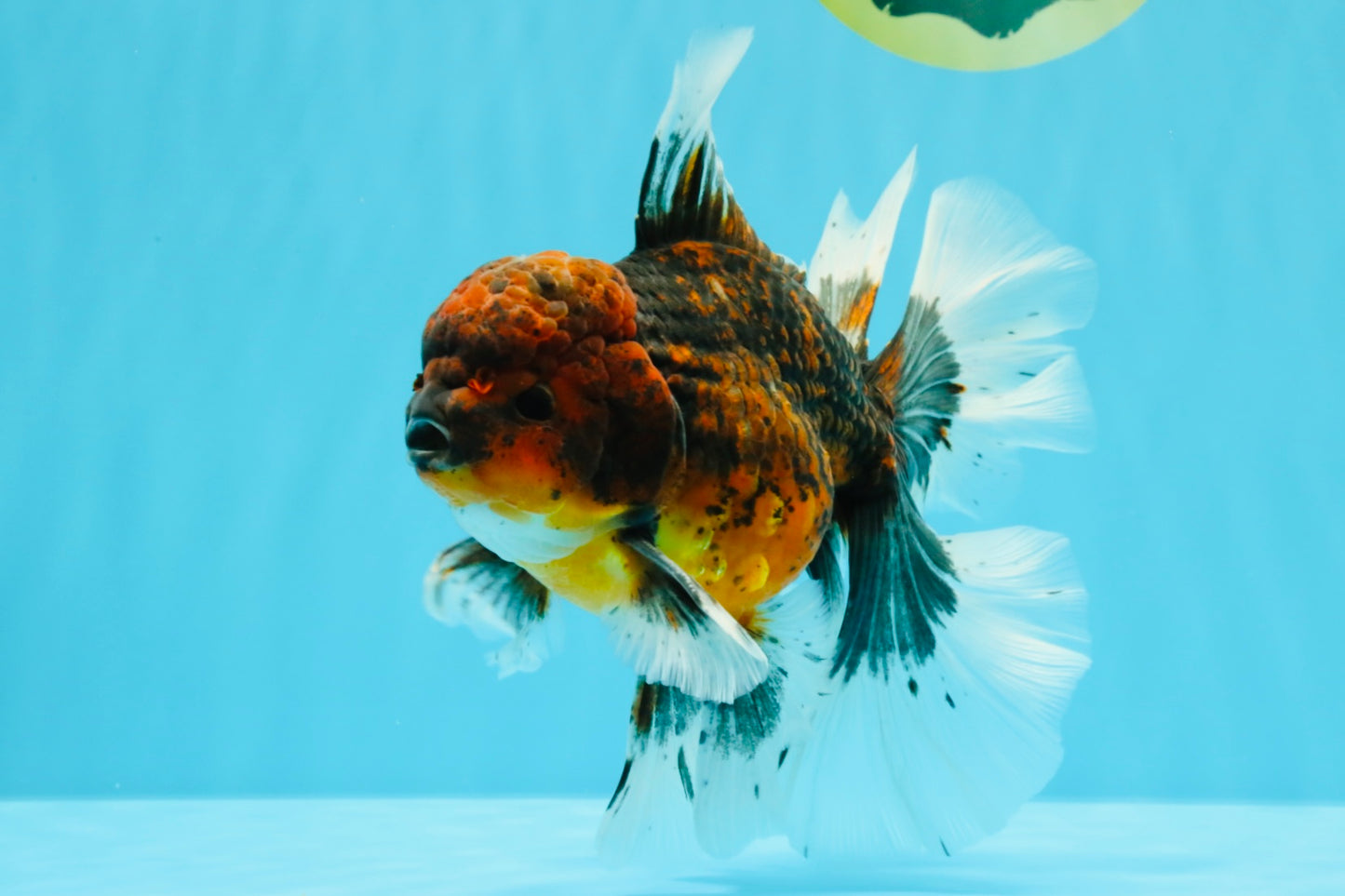 AAA Grade Dark Kirin Long Tail Oranda Male 6.5-7 inches #022726OR_09