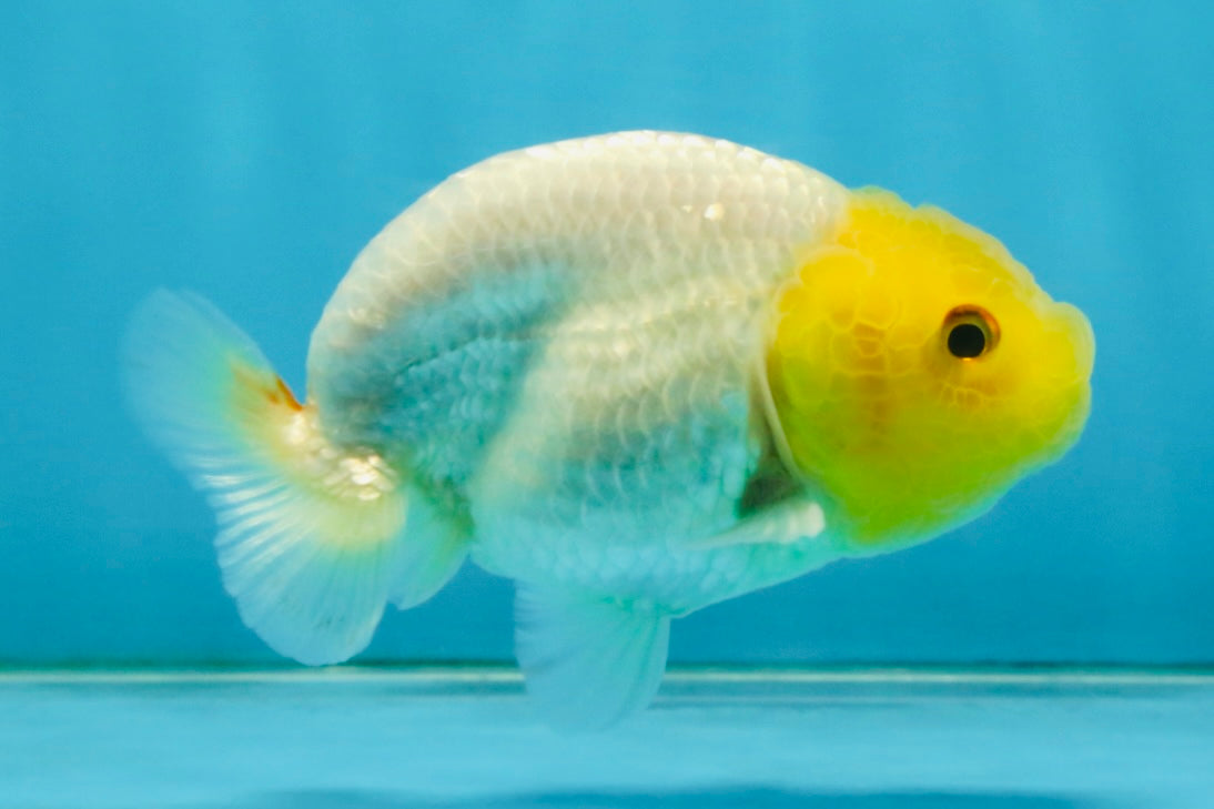 White Lionchu Female 3.5-4 inches #121225LC_14