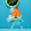 A Grade Tricolor Oranda Female 5.5 inches #112924OR_13