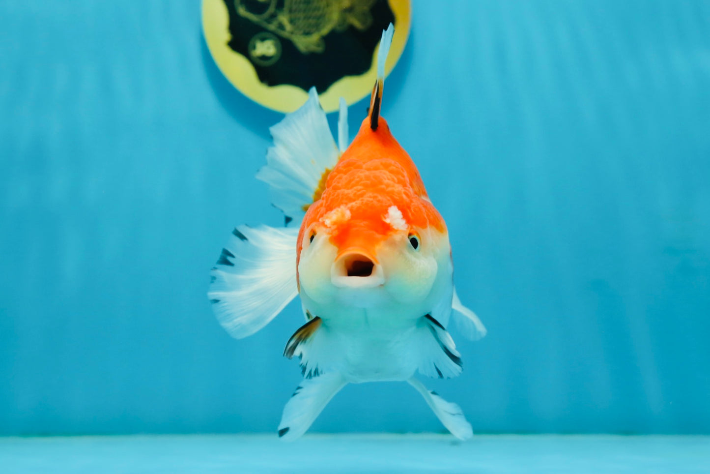 A Grade Tricolor Oranda Female 5.5 inches #112924OR_13