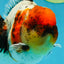 AAA Grade Calico Oranda Male 5-5.5 inches #050925OR_48