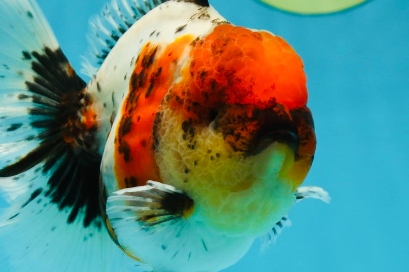 AAA Grade Calico Oranda Male 5-5.5 inches #050925OR_48