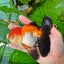 Oranda mâle tricolore de catégorie AAA de 4,5 à 5 pouces #0920OR_19