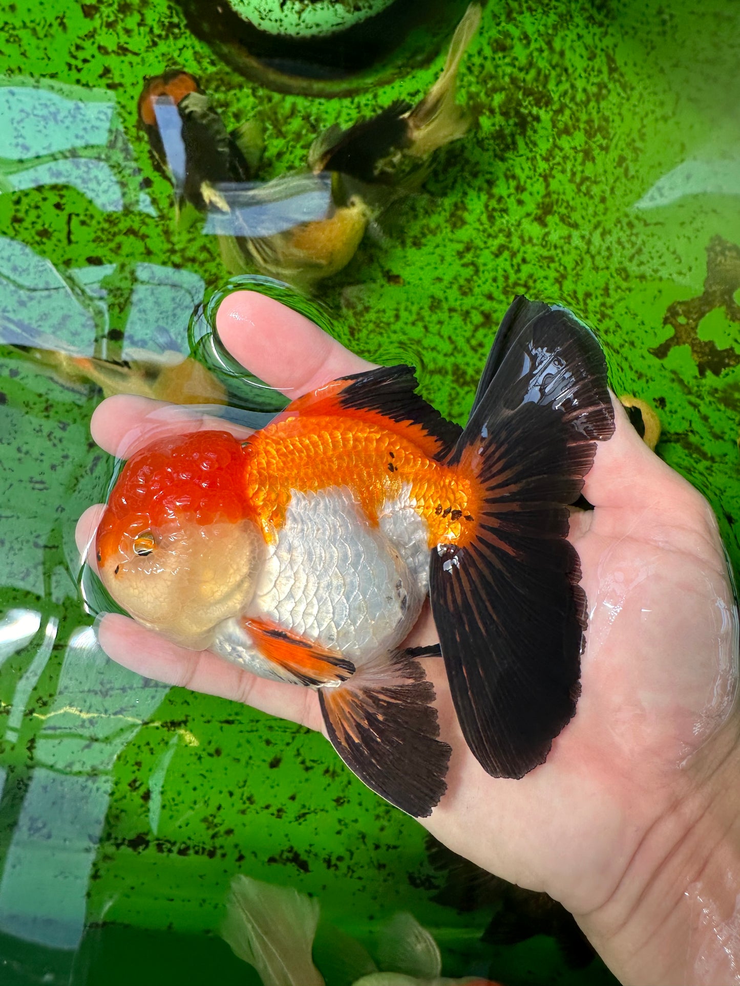 Oranda mâle tricolore de catégorie AAA de 4,5 à 5 pouces #0920OR_19