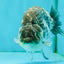 A Grade Tiger Ranchu Male 5 inches #080726RC_30
