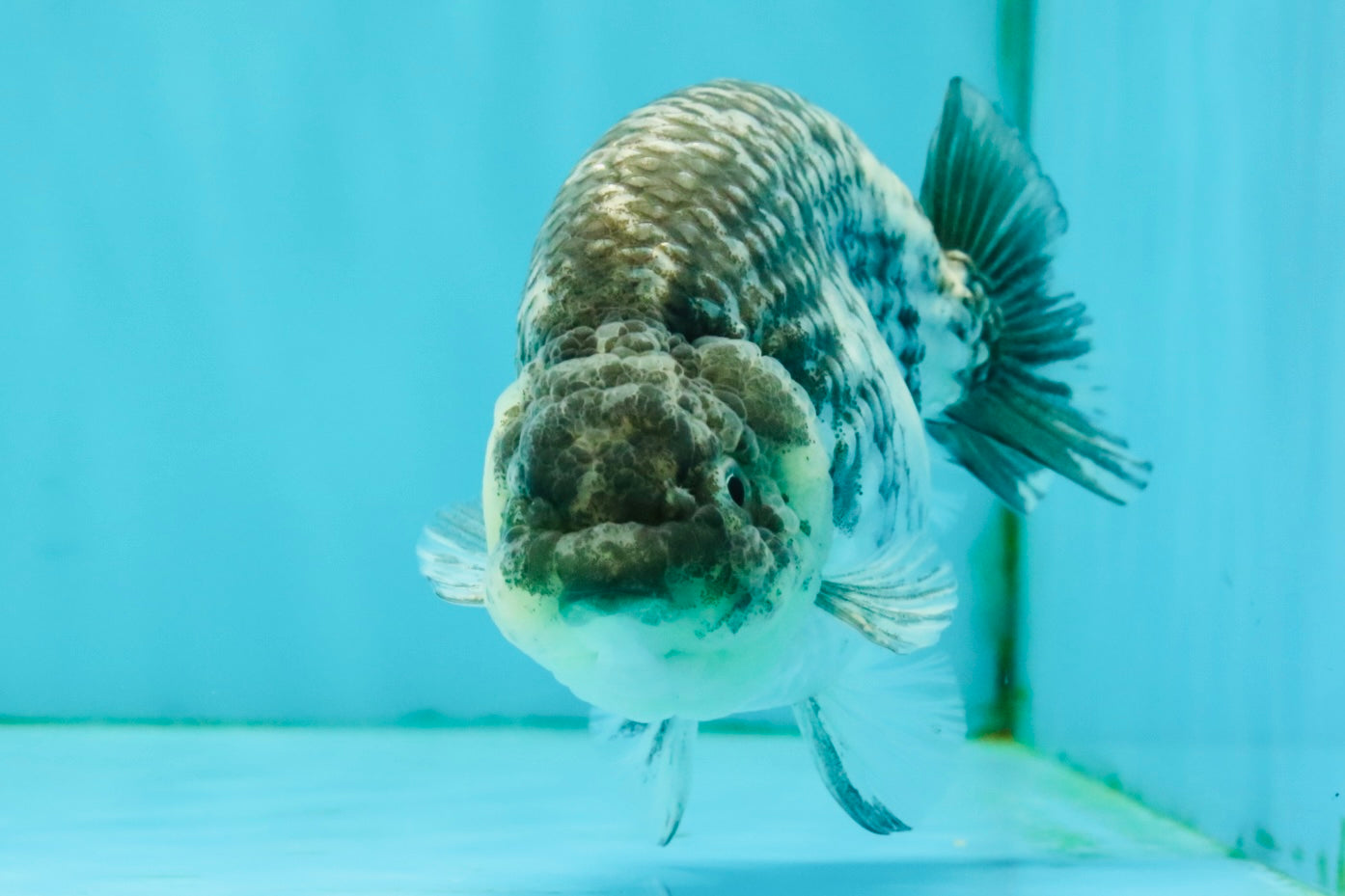 A Grade Tiger Ranchu Male 5 inches #080726RC_30