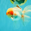 A Grade Red White Oranda Male 5.5 inches #062626OR_36
