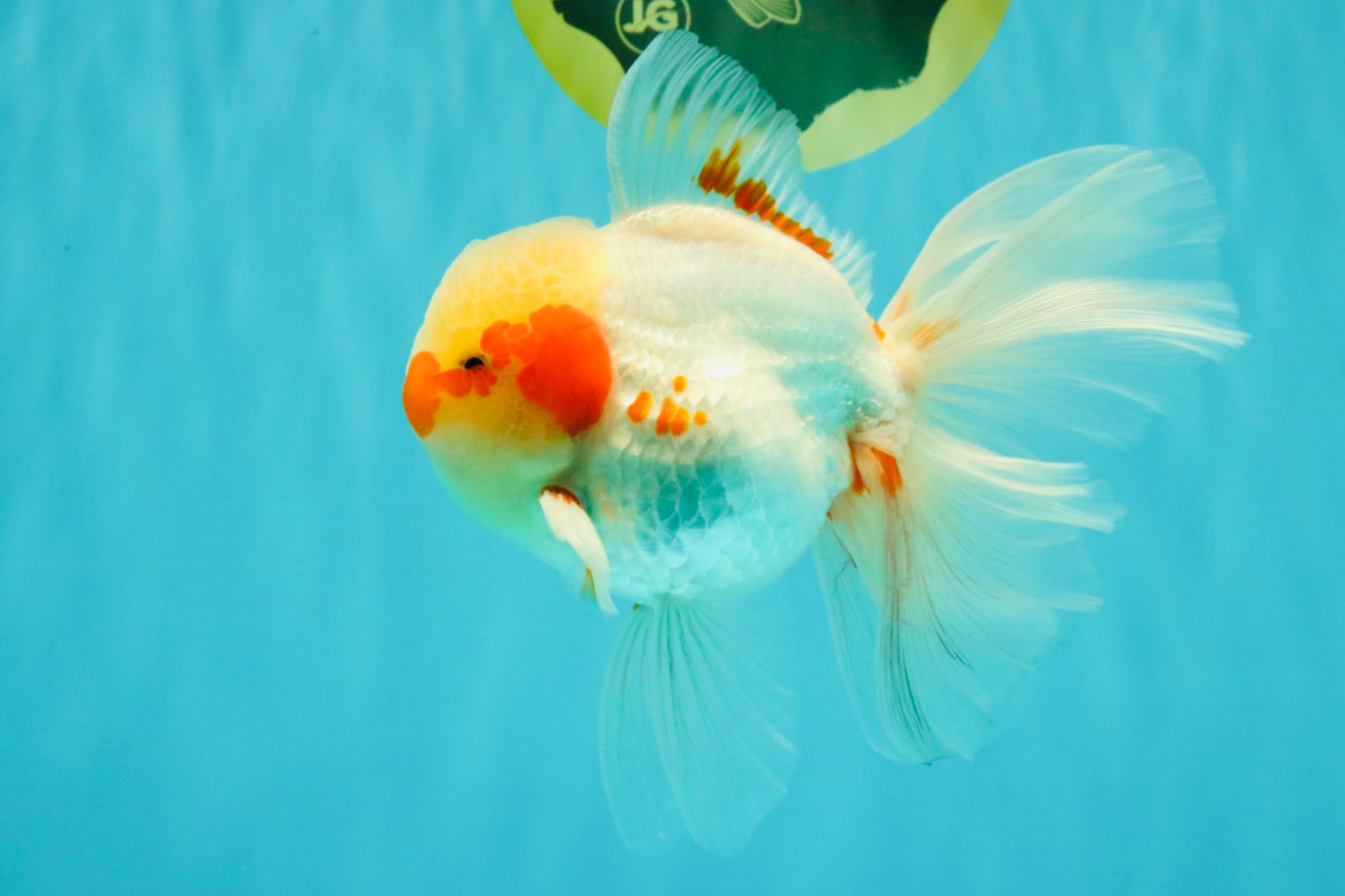 A Grade Red White Oranda Male 5.5 inches #062626OR_36