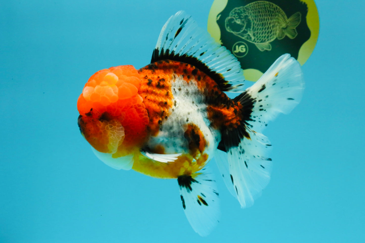 A Grade Calico Oranda Female 6-6.5 inches #022726OR_15