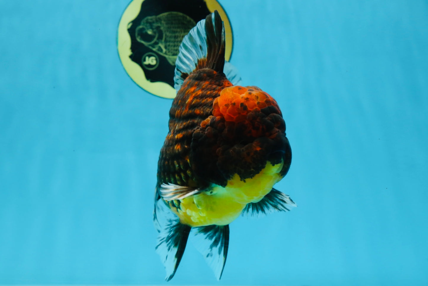 AAA Grade Godzilla Tiger Oranda Male 5.5 inches #100325OR_12