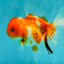 Sakura Oranda Female 5 inches #050126OR_06
