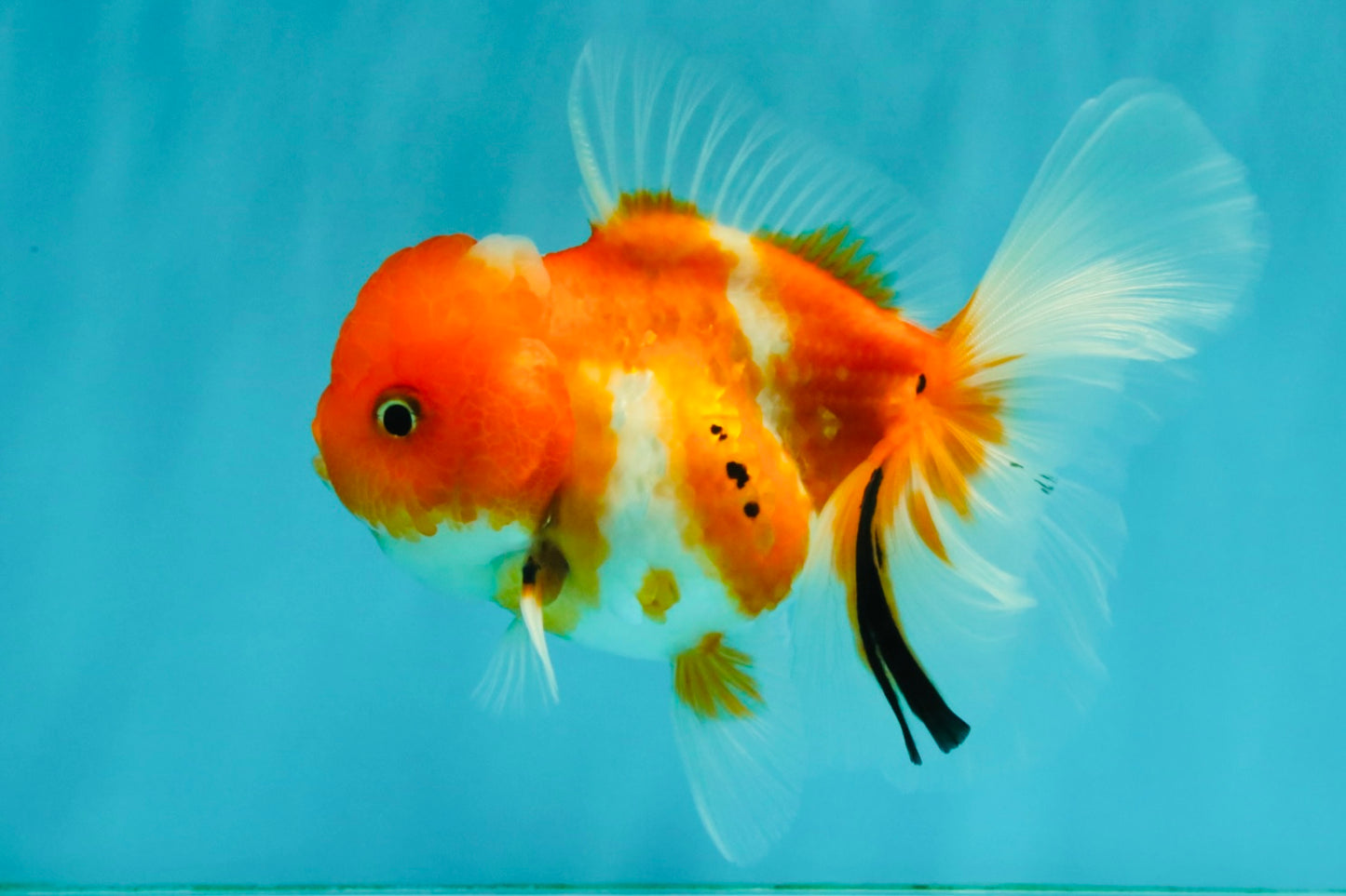 Sakura Oranda Female 5 inches #050126OR_06