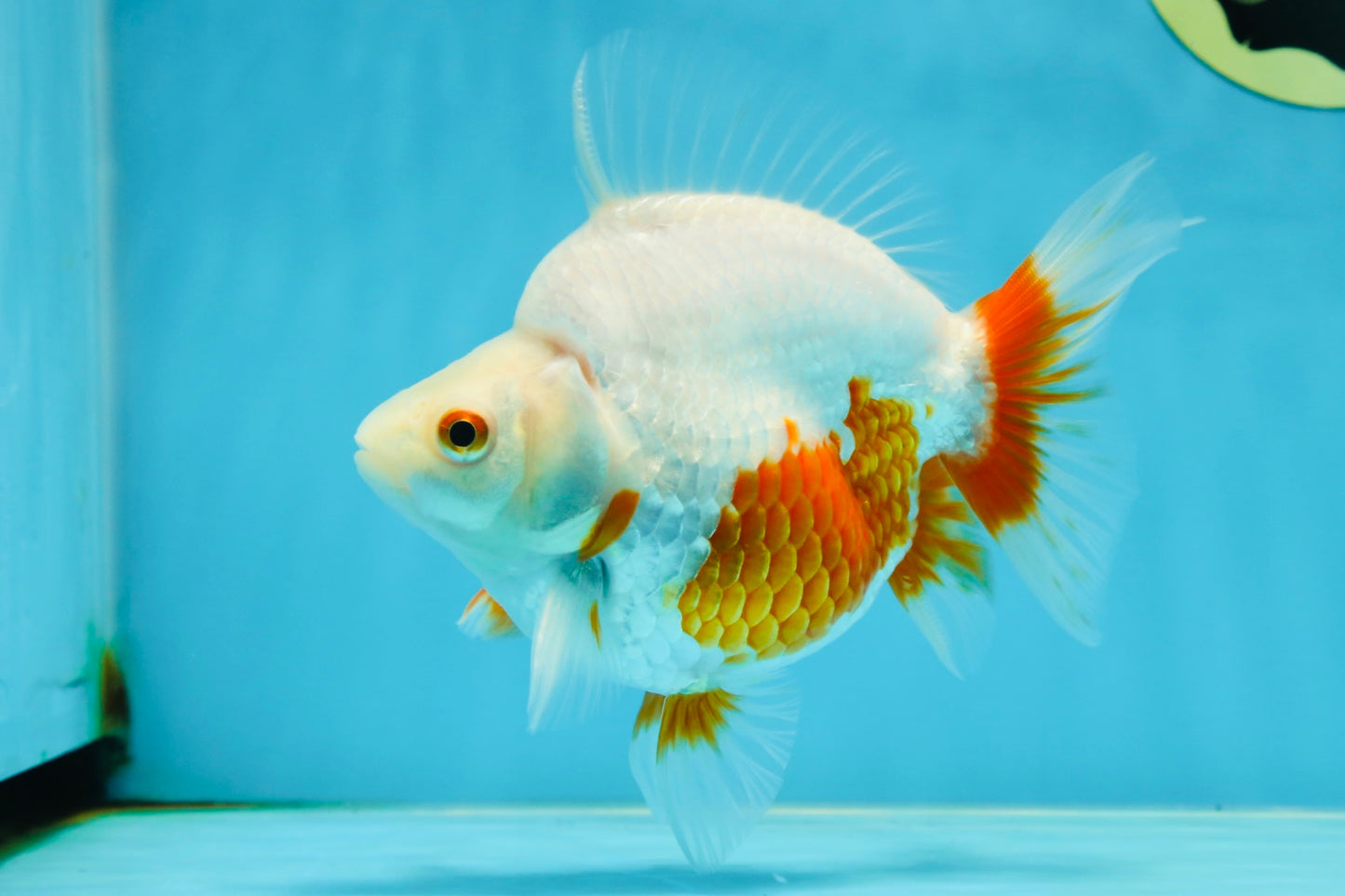 A Grade Red White Ryukin Female 5.5 inches #060625RK_31