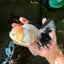 A Grade Unique Mark Panda Oranda Male 6 inches #102524OR_11