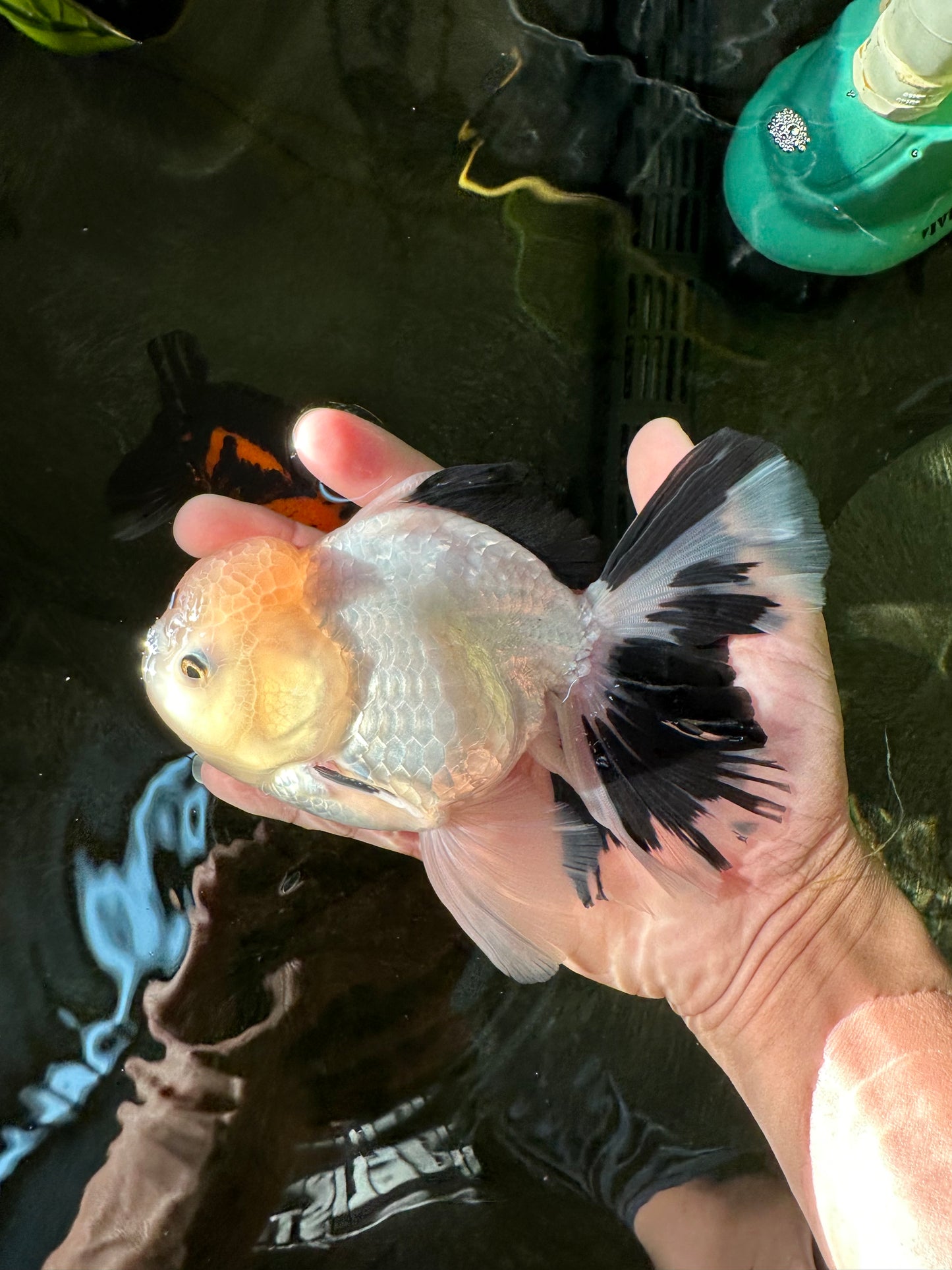 A Grade Unique Mark Panda Oranda Male 6 inches #102524OR_11