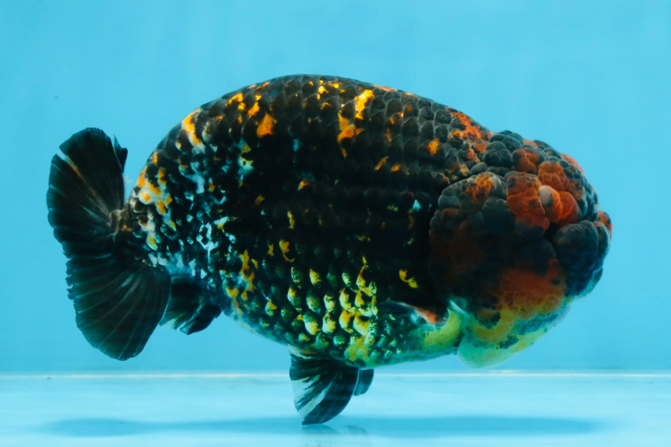 A Grade Tricolor Tiger LionKing 5.5 inches #103125LC_11