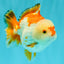 AAA Grade Red White Yuanbao Male 4.5-5 inches #082126YB_26
