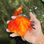 TOMATO AAA Grade Red Sakura Yuanbao Male 5 inches #092526YB_11