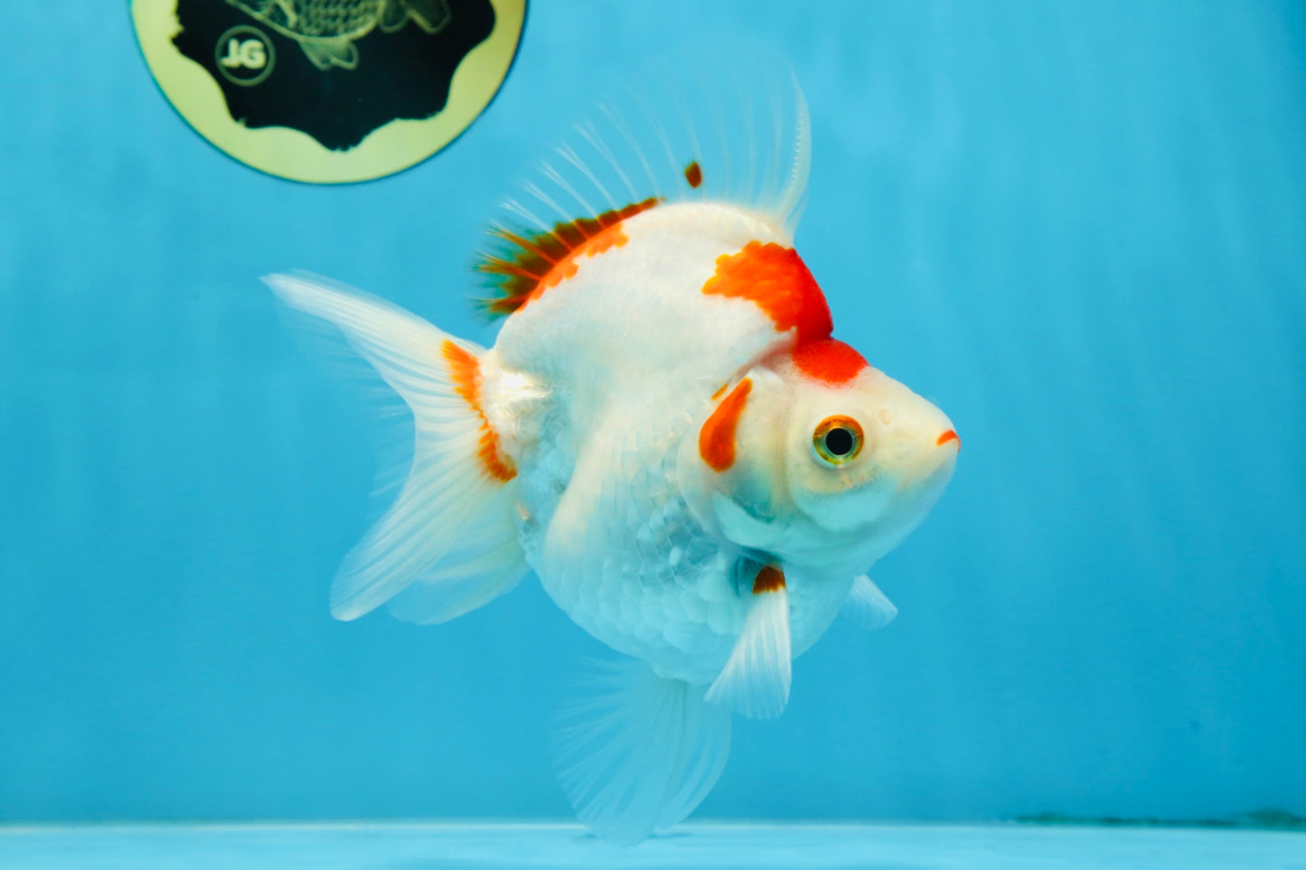 A Grade Kohaku Ryukin Red White Female 5 inches #070425RK_03