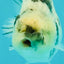 AAA Grade White Tiger Blue Base Ranchu Female 4.5 inches #062626RC_10