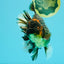 AAA Grade Broadtail Tiger Oranda Male 7.5 inches #073126OR_02