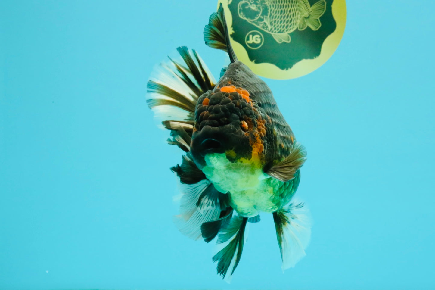 AAA Grade Broadtail Tiger Oranda Male 7.5 inches #073126OR_02