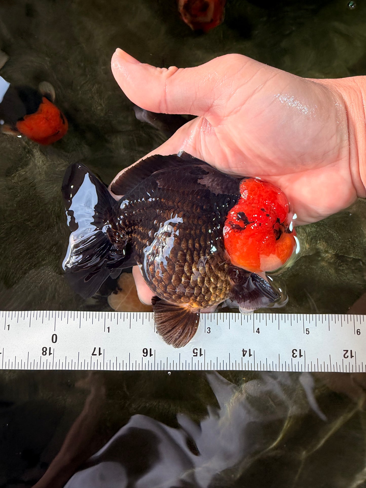 SUPER CUTE A Grade Pompom Red Head Tricolor Yuanbao Male 4.5-5 inches #031326YB_17