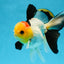 AAA Grade Special Tricolor Button Eyes Oranda Male 5 inches #080825OR_03