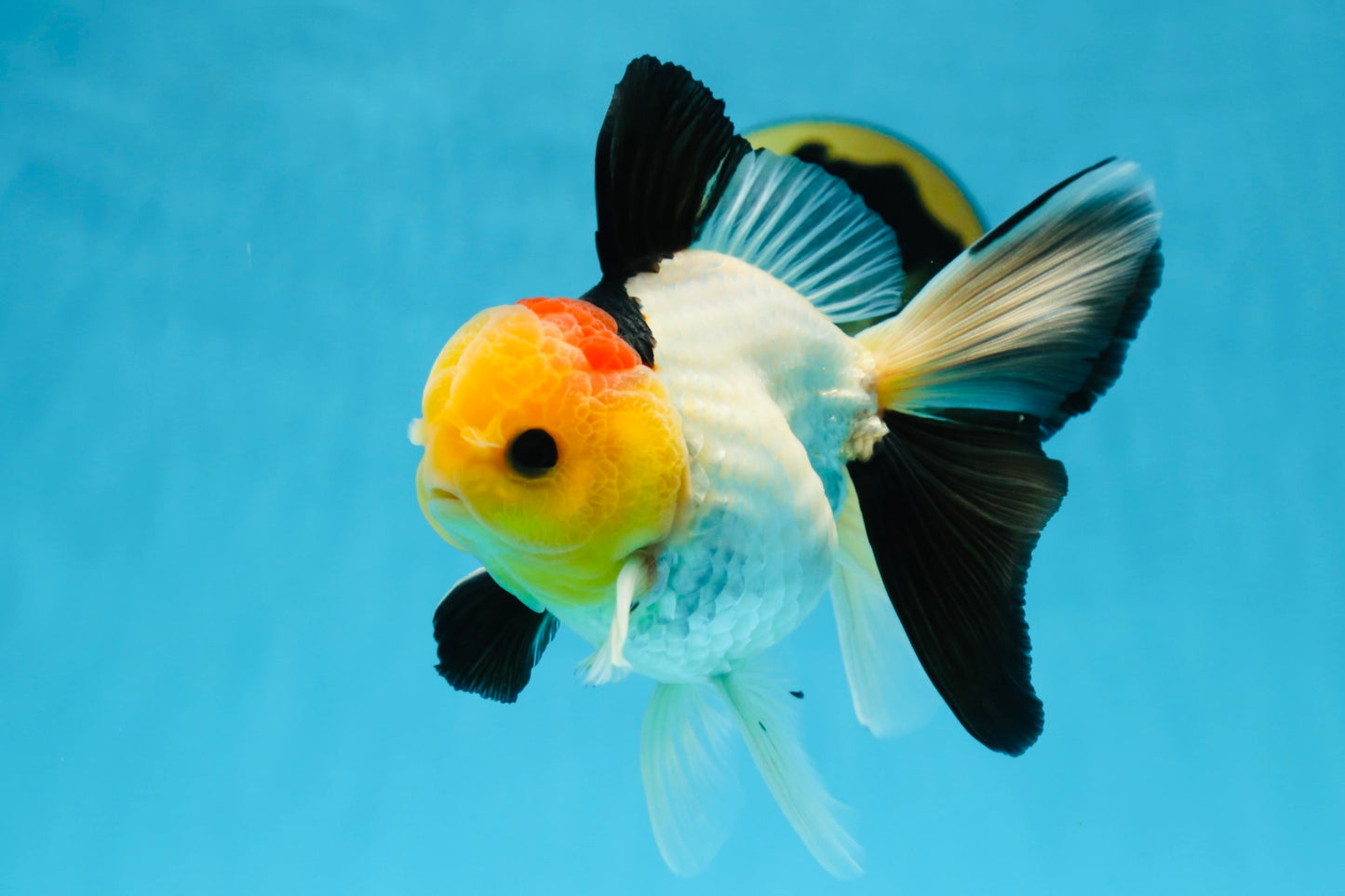 AAA Grade Special Tricolor Button Eyes Oranda Male 5 inches #080825OR_03
