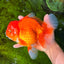 JUMBO A Grade Red White Oranda Male 7 inches #041026OR_03