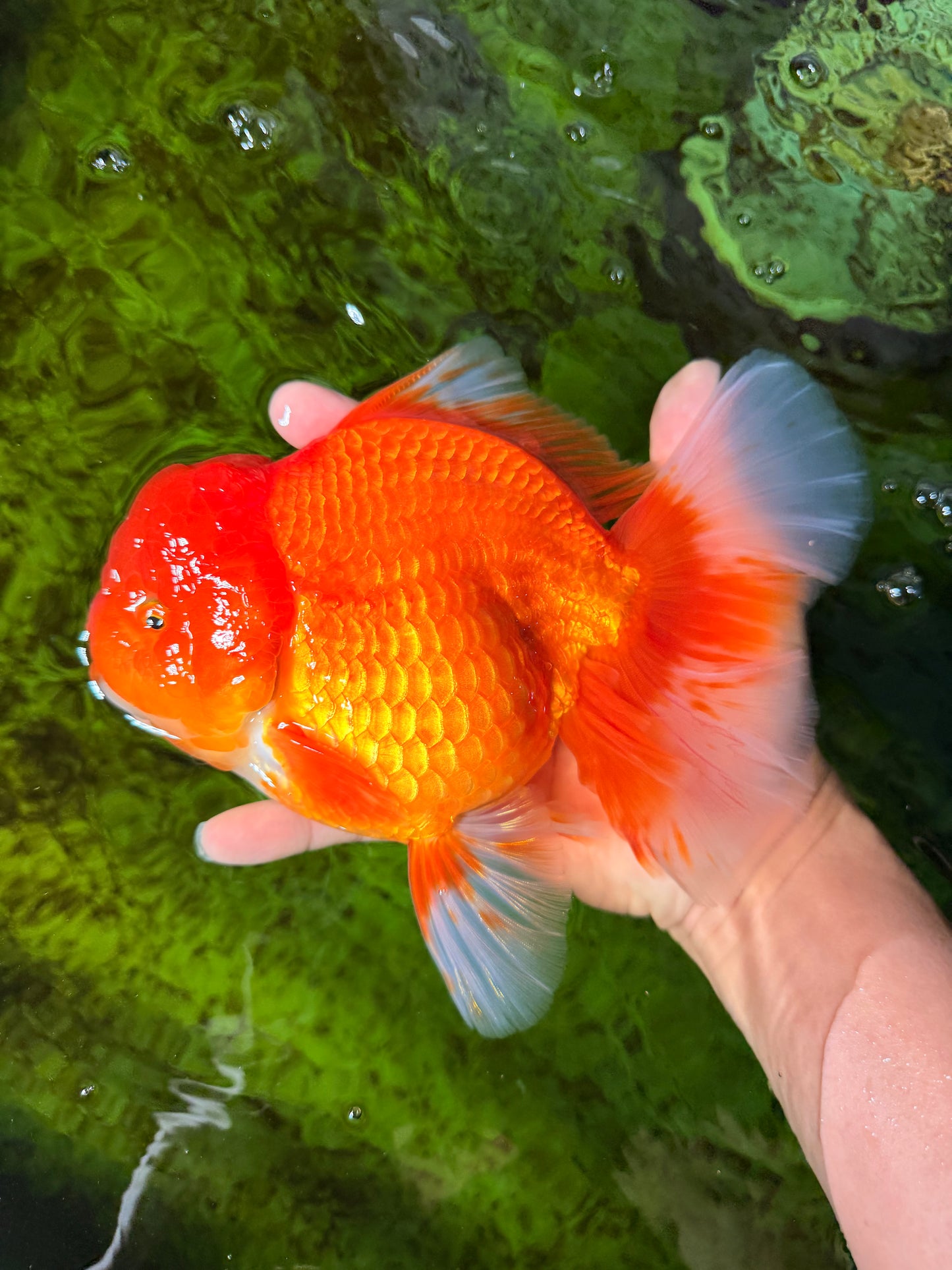 JUMBO A Grade Red White Oranda Male 7 inches #041026OR_03