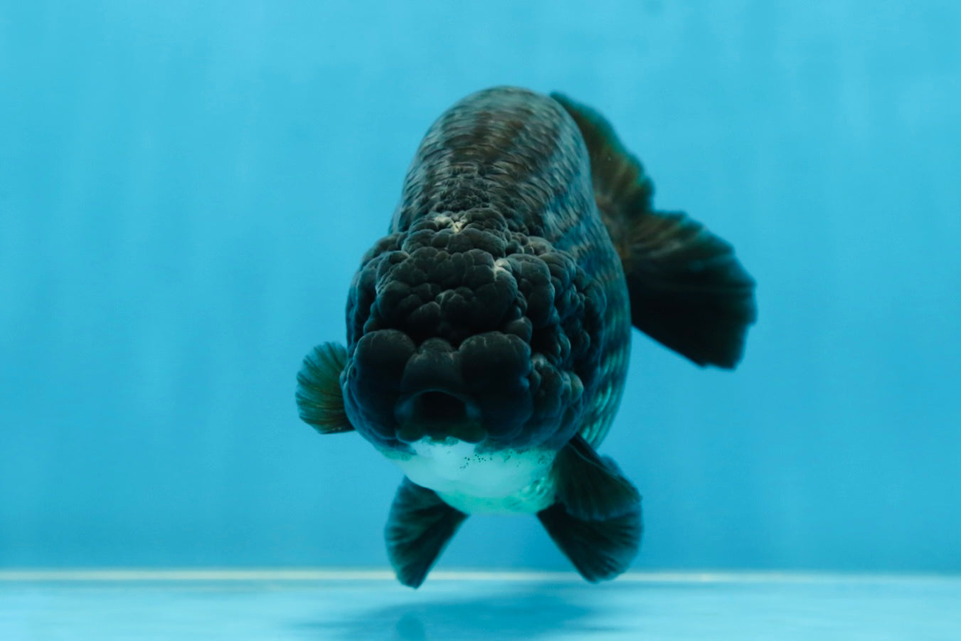 A Grade Black LionKing 5-5.5 inches #080825LC_24