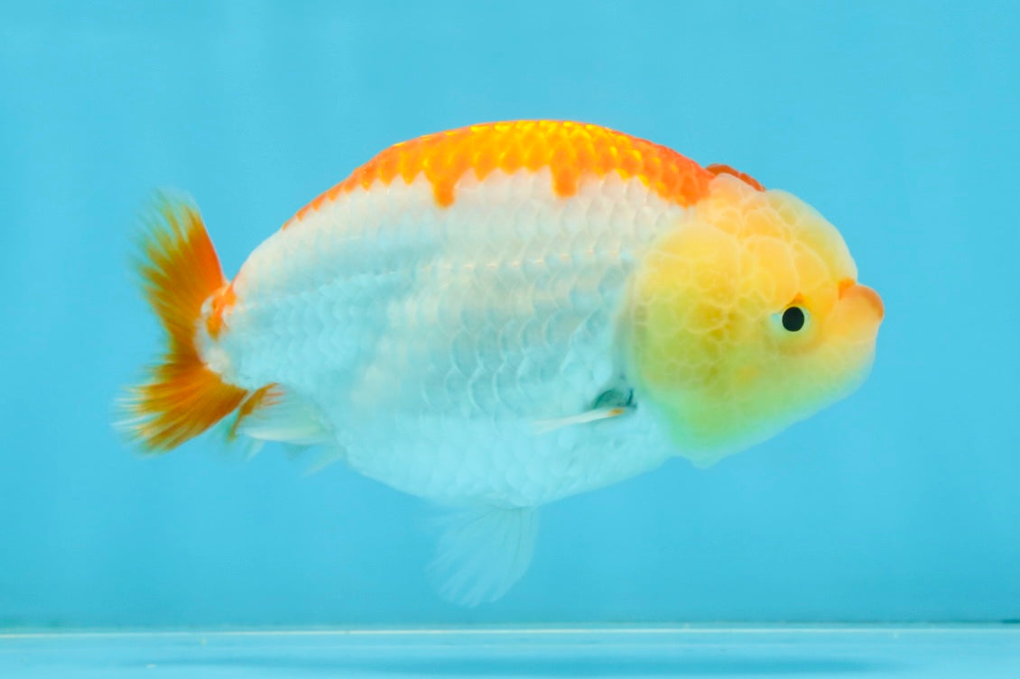 A Grade Young Red White LionQueen 4 inches #101025LC_03