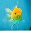A Grade Lemonhead Oranda Male 4.5-5 inches #080125OR_25