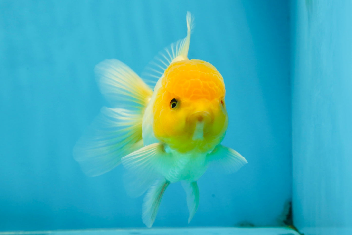 A Grade Lemonhead Oranda Male 4.5-5 inches #080125OR_25