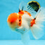 AAA Grade Godzilla Sakura Oranda Male 6-6.5 inches #080125OR_03