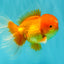 A Grade Red White Oranda Male 5.5-6 inches #082126OR_03