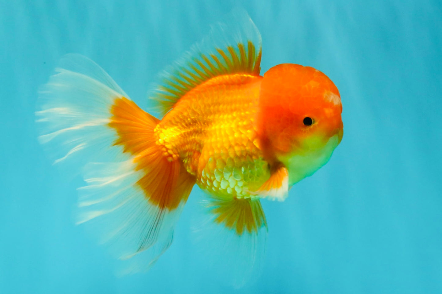 A Grade Red White Oranda Male 5.5-6 inches #082126OR_03