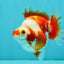 A Grade Red White Ryukin Female 4 inches #050126RK_03